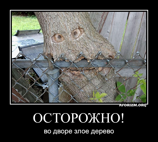 Осторожно! Во дворе злое дерево.